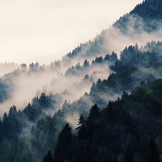 beautiful-morning-view-of-the-mountain-forest-in-fog_t20_kopEJ4-550x550